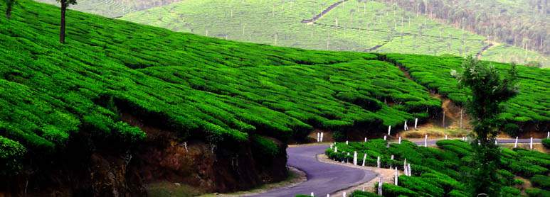 Munnar Honeymoon places in south india
