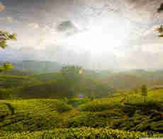 Munnar- Kerala Tour Packages with Price